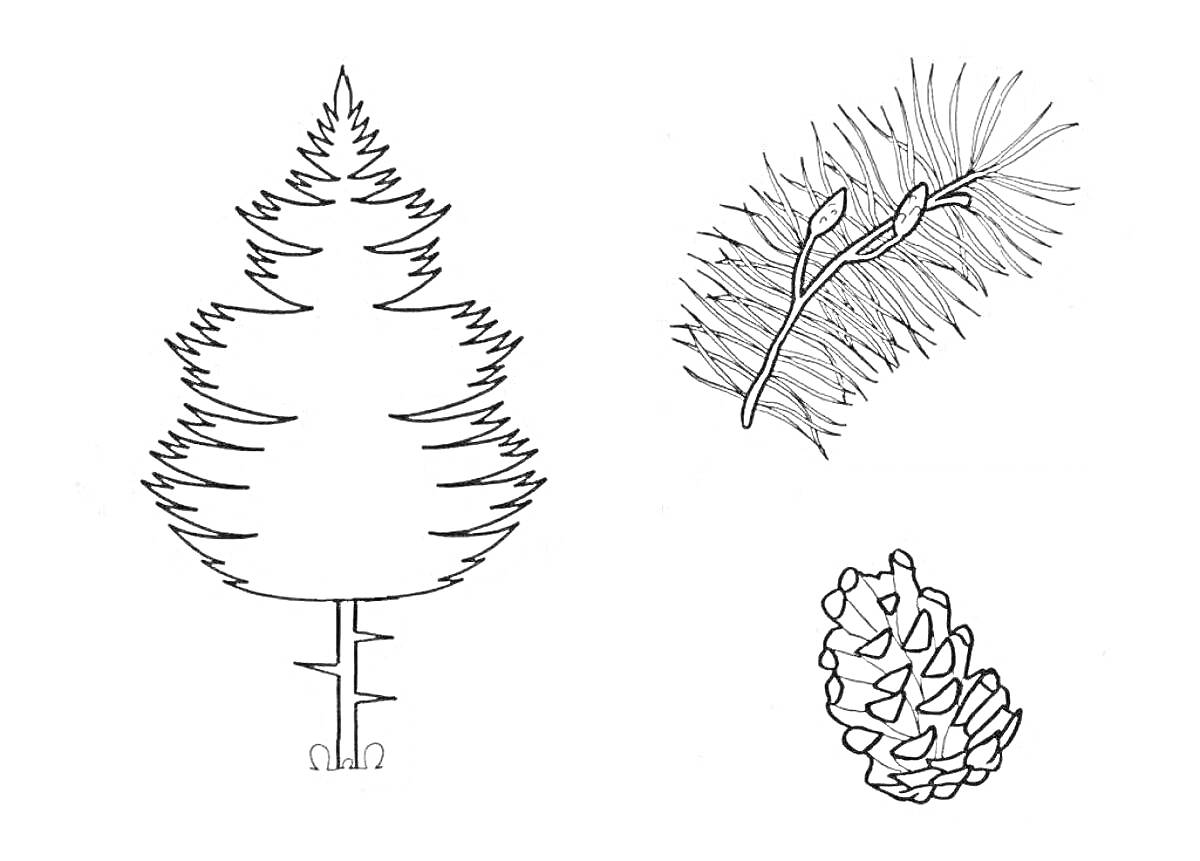 Раскраска хвойное дерево, хвойная ветка, шишка