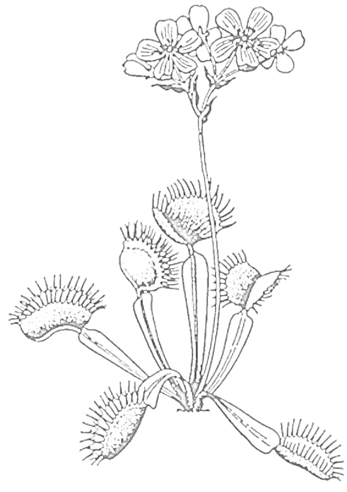 На раскраске изображено: Венерина мухоловка, Хищное растение