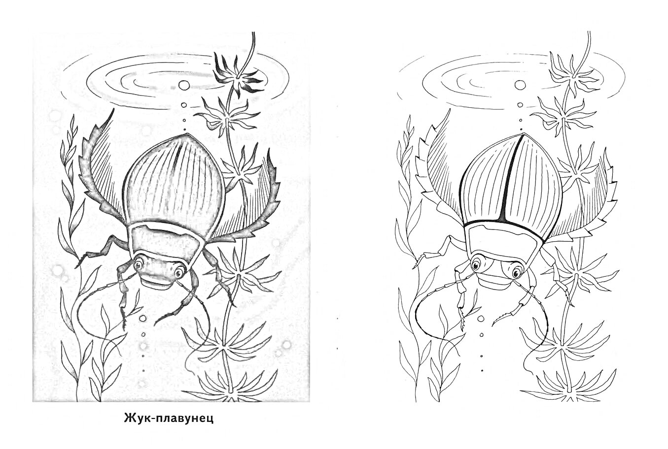 Раскраска Жук-плавунец среди водорослей в воде