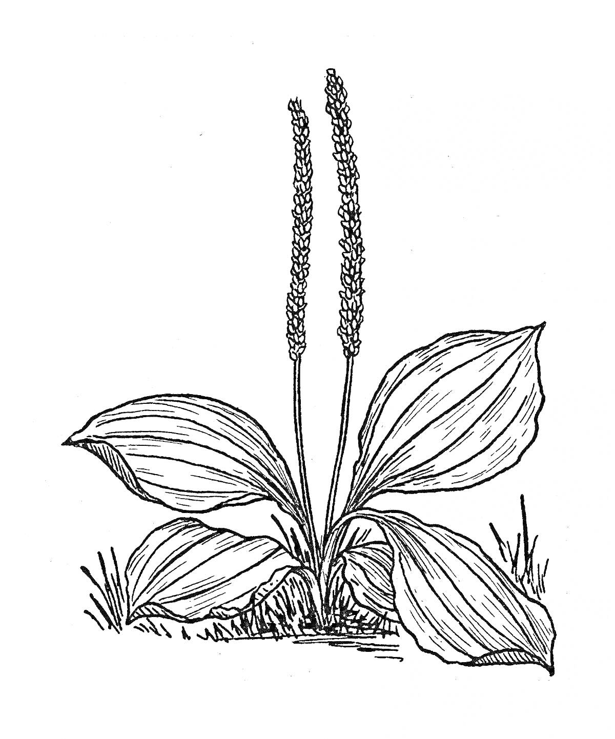 Подорожник (с двумя стеблями с семенами и широкими листьями у основания, растет на земле)