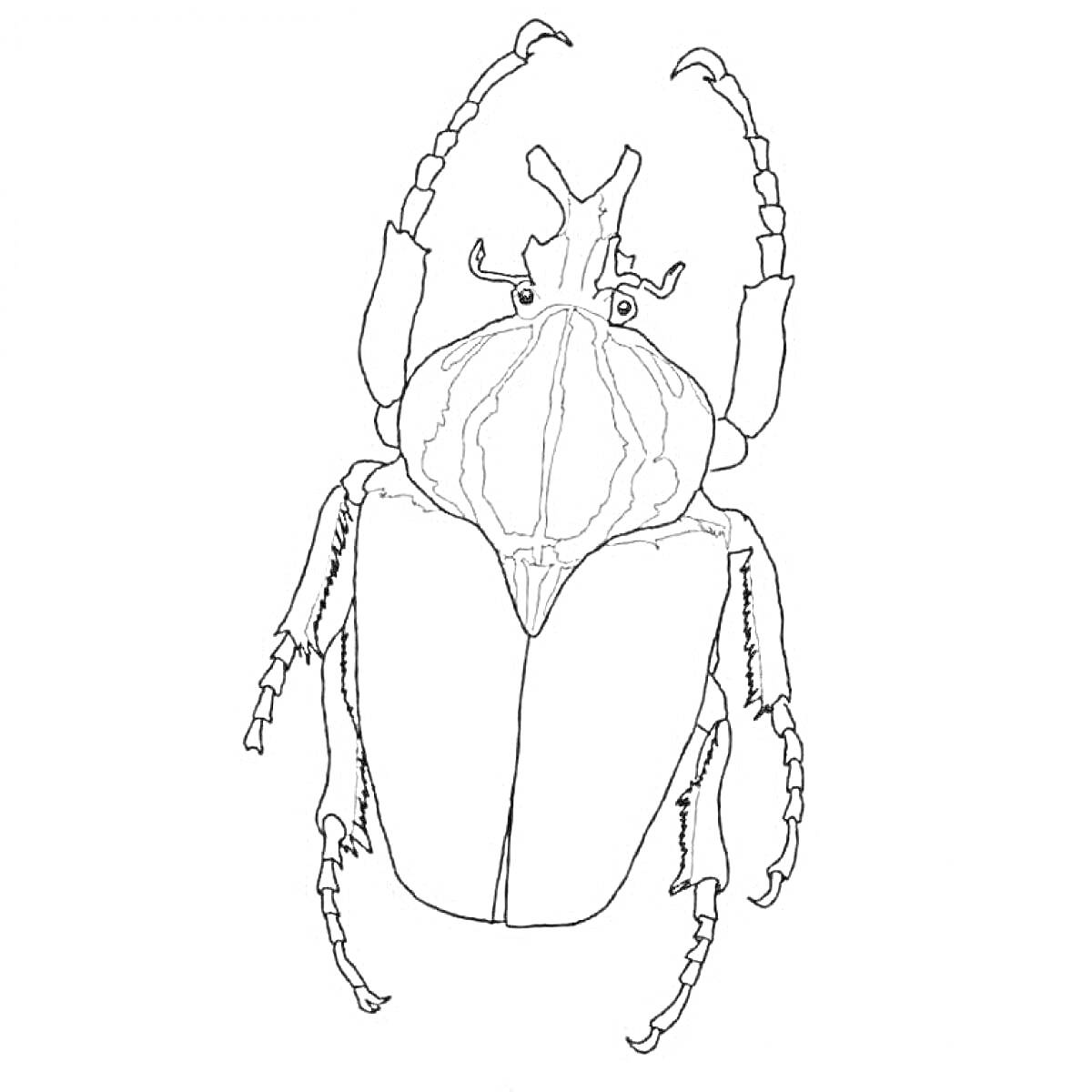 На раскраске изображено: Насекомое, Панцирь, Антенны, Ноги, Контурные рисунки