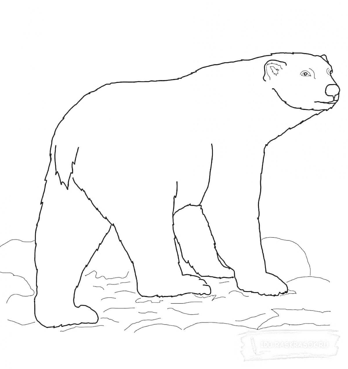 На раскраске изображено: Белый медведь, Медведь, Полярный медведь, Снег, Лед, Животные, Арктика, Для детей, Природа, Контурные рисунки