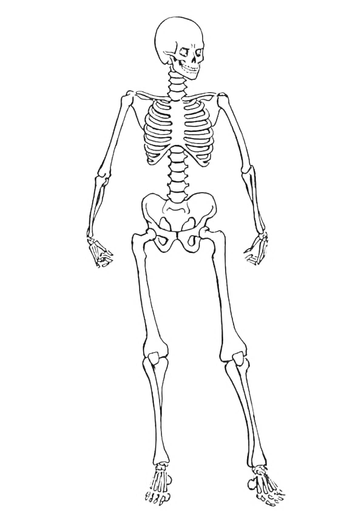 На раскраске изображено: Скелет, Человек, Череп, Рёбра, Таз, Руки, Ноги