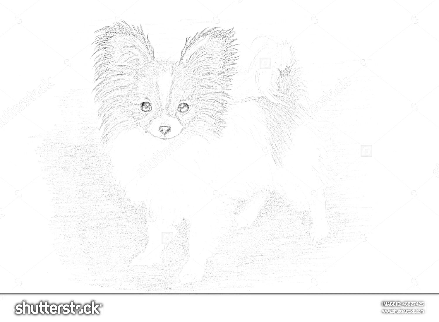 На раскраске изображено: Собака, Пушистые уши, Хвост, Карандашный набросок, Уши