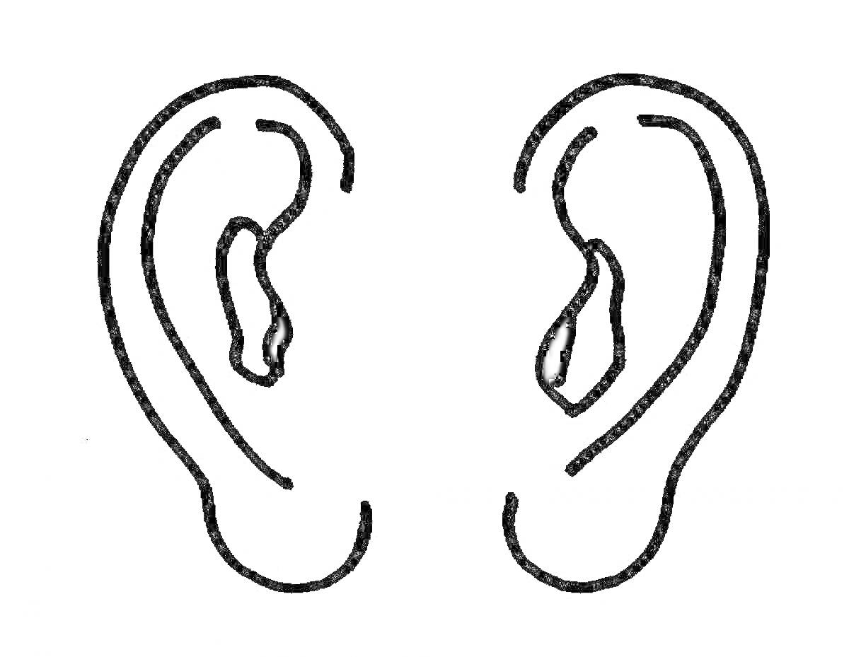 Раскраска Два уха, внешние и внутренние контуры