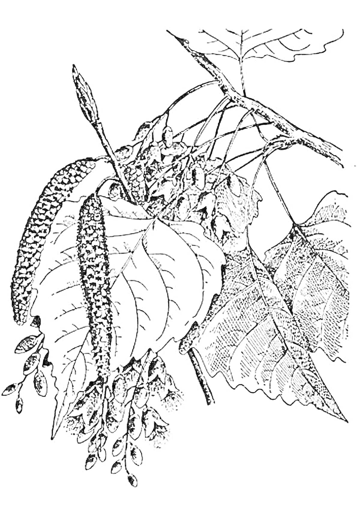 Раскраска Ветви тополя с листьями и сережками