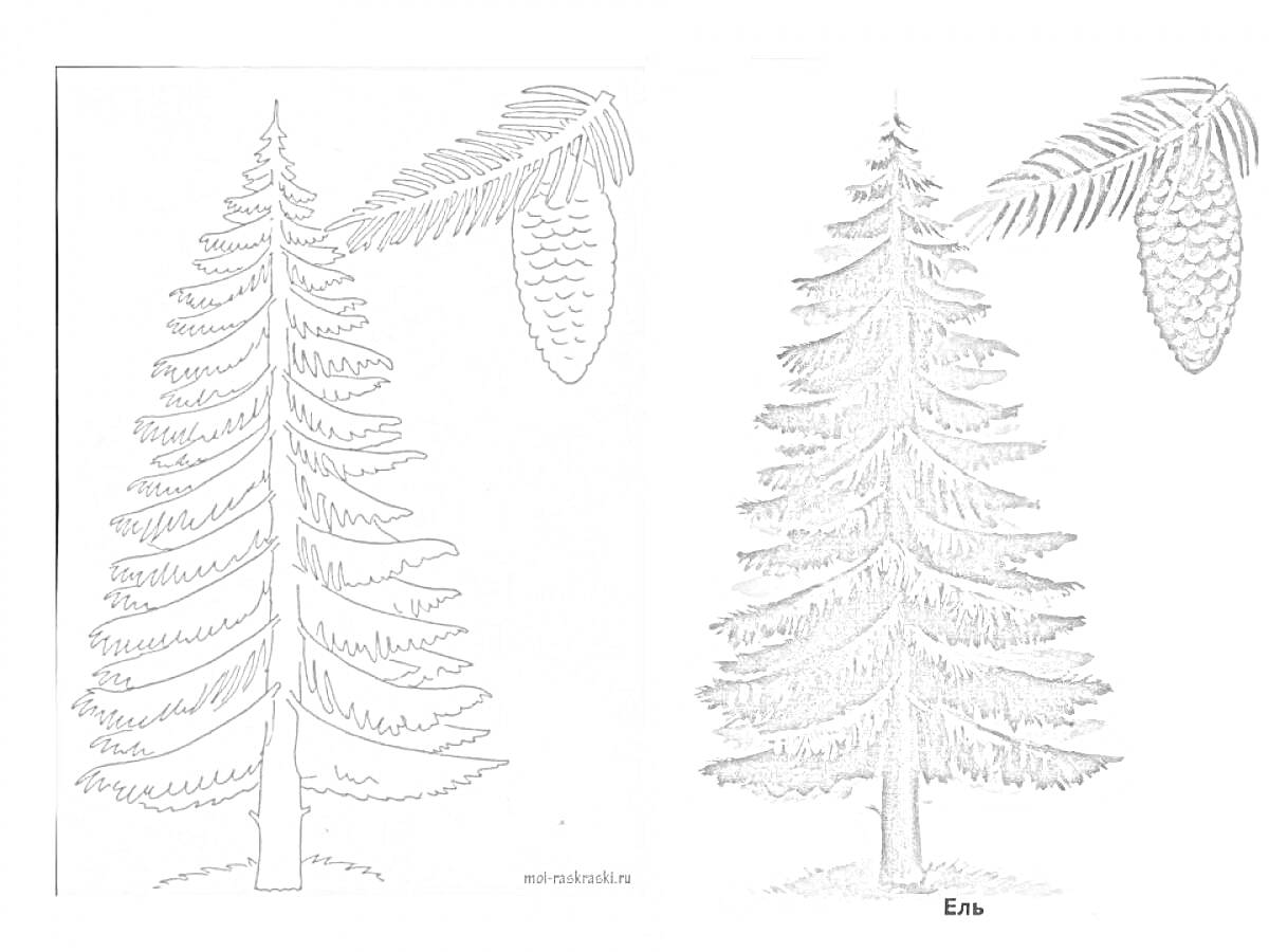 Раскраска Раскраска хвойного дерева с изображением дерева и шишки