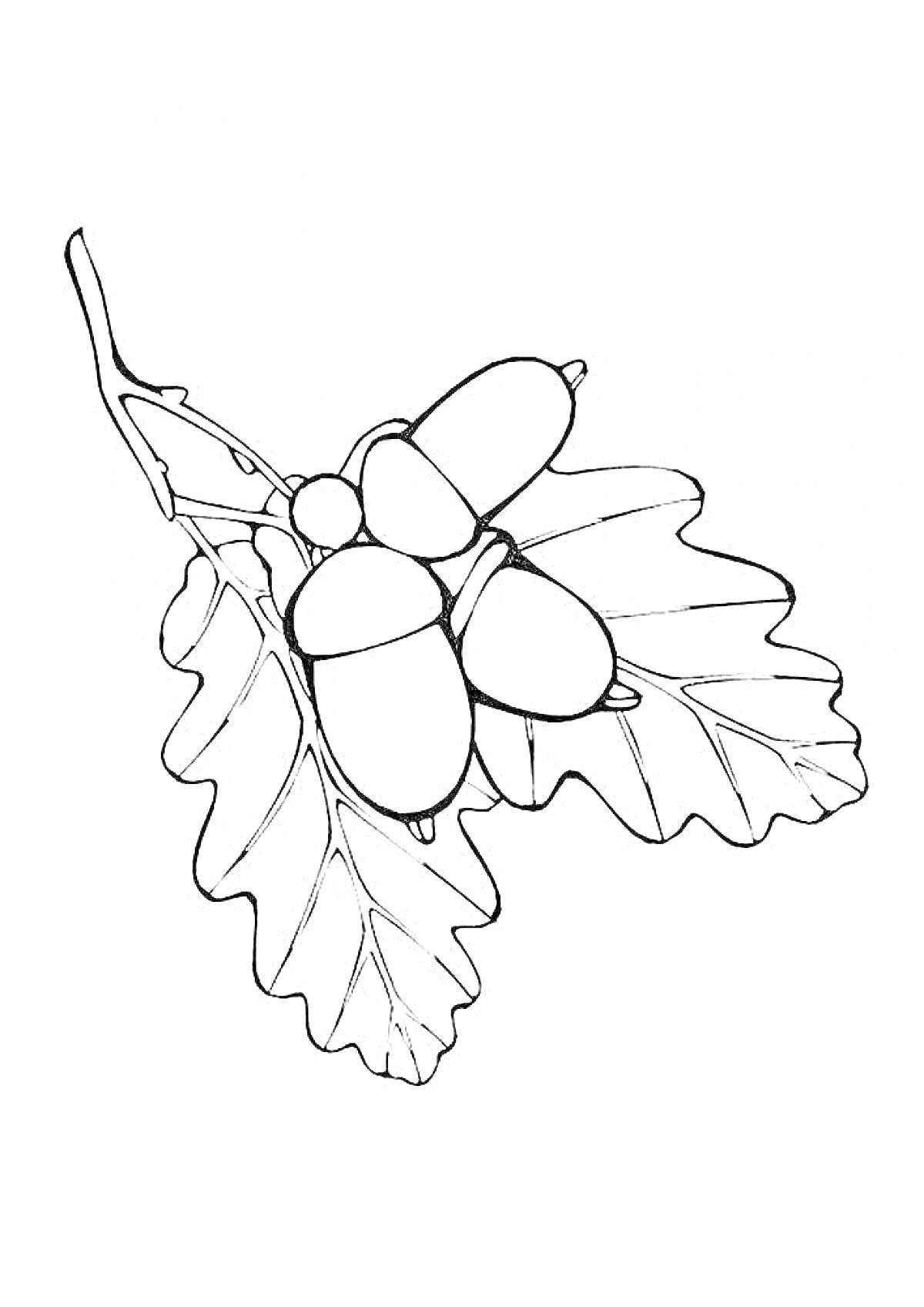 Раскраска Желуди на ветке дуба с дубовыми листьями