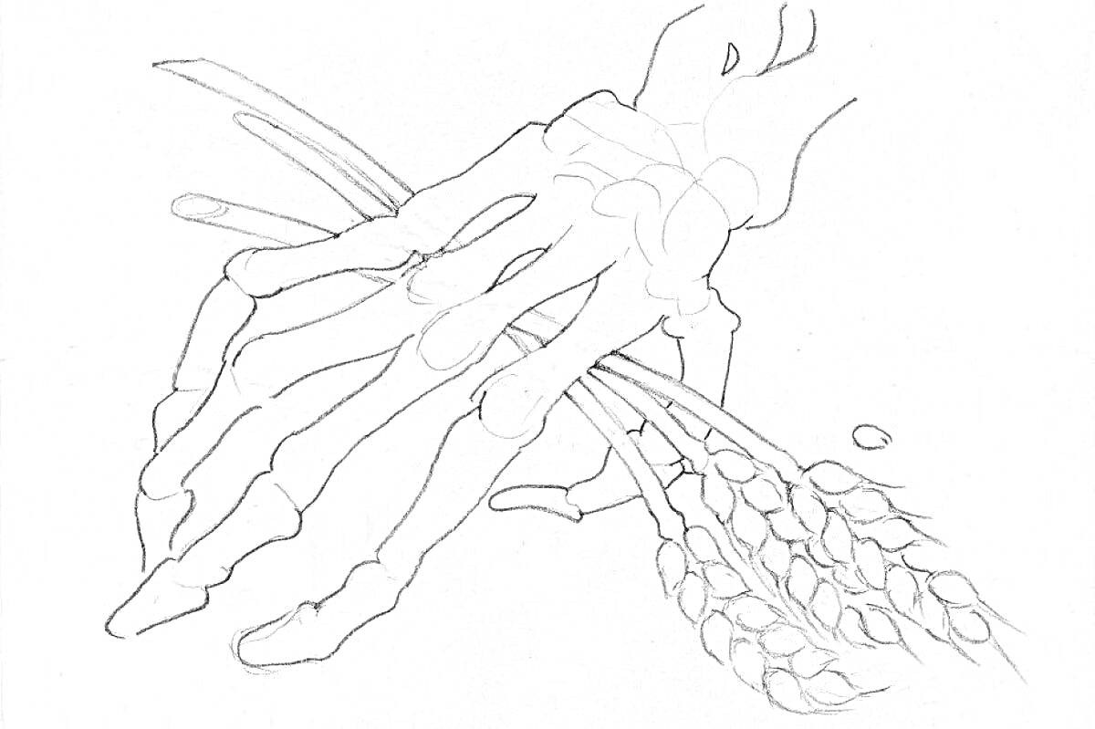 Раскраска Скелетная рука, сжимающая пучок пшеницы