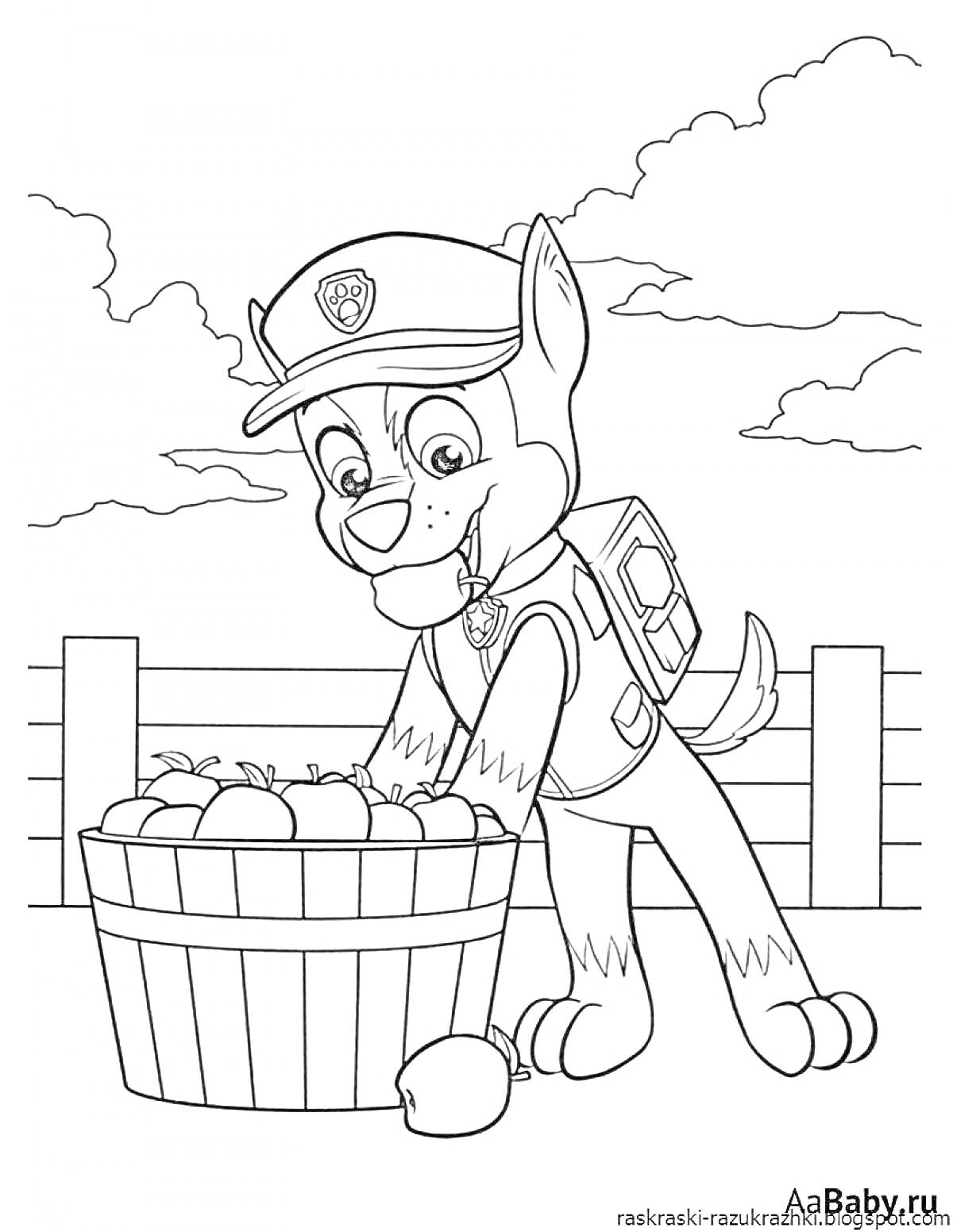 Раскраска Щенячий патруль Гонщик собирает яблоки у корзины на фоне забора и облаков