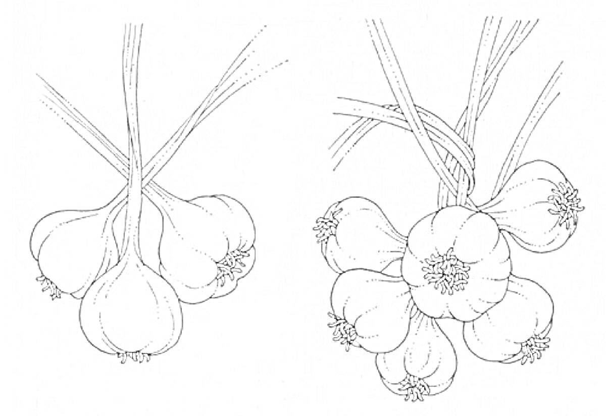 Раскраска Пучки чеснока с листьями