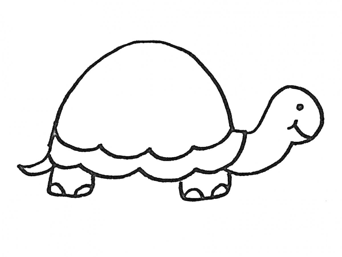 Раскраска Черепаха с куполом на панцире, улыбающееся лицо