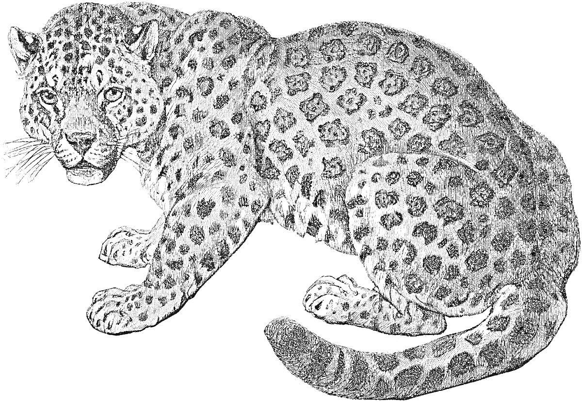 На раскраске изображено: Ягуар, Животные, Большая кошка, Пятна, Дикая природа, Для детей, Хищники