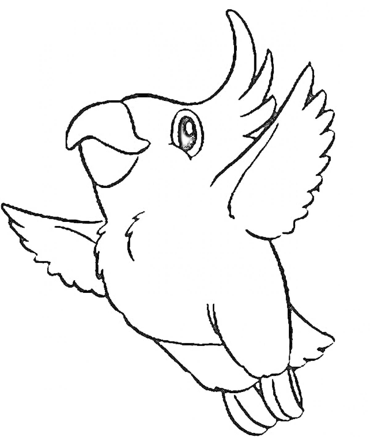 Раскраска Летящий попугай с расправленными крыльями и приподнятым хохолком