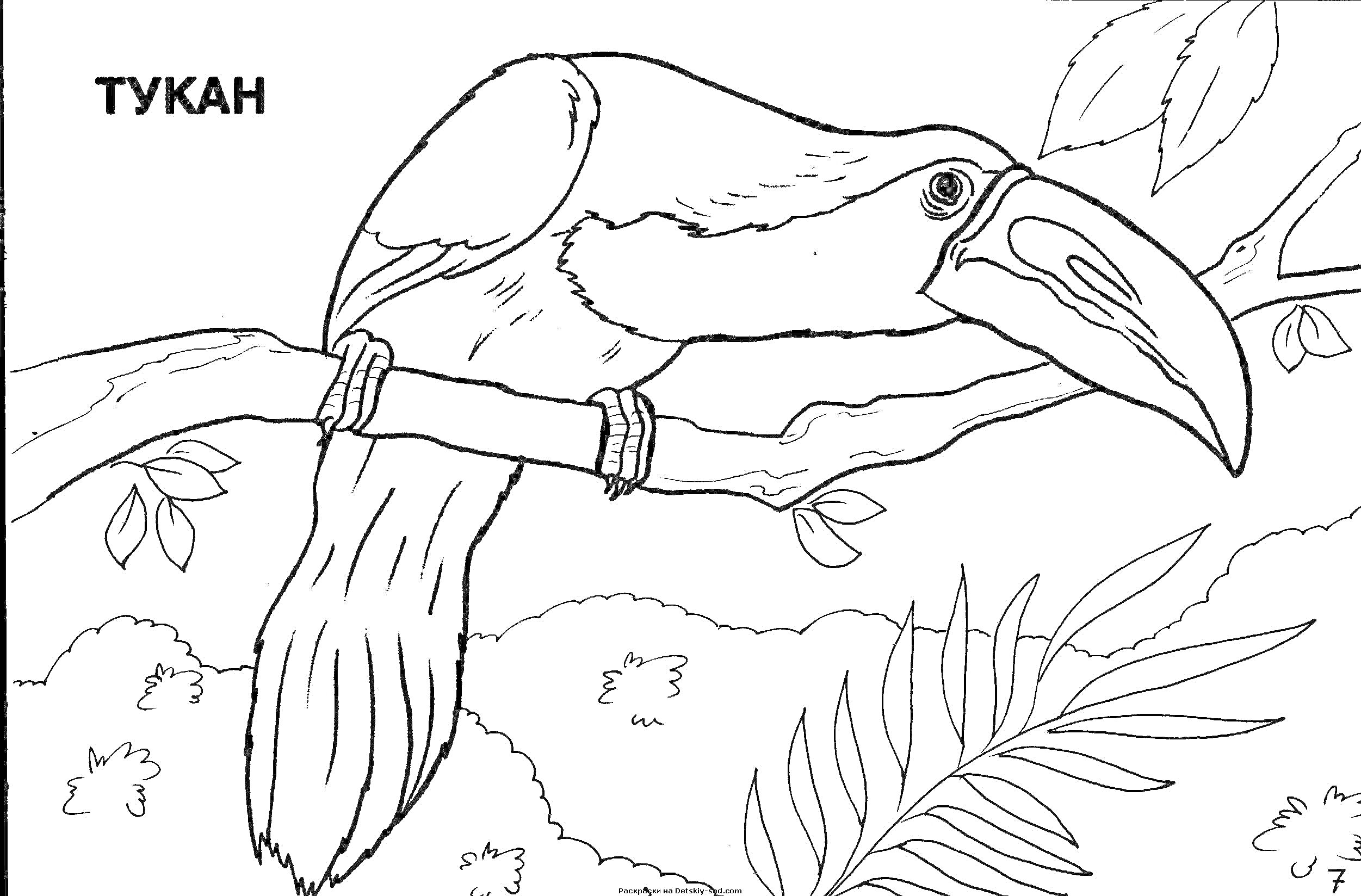 На раскраске изображено: Тукан, Птица, Ветка, Лес, Листья, Природа