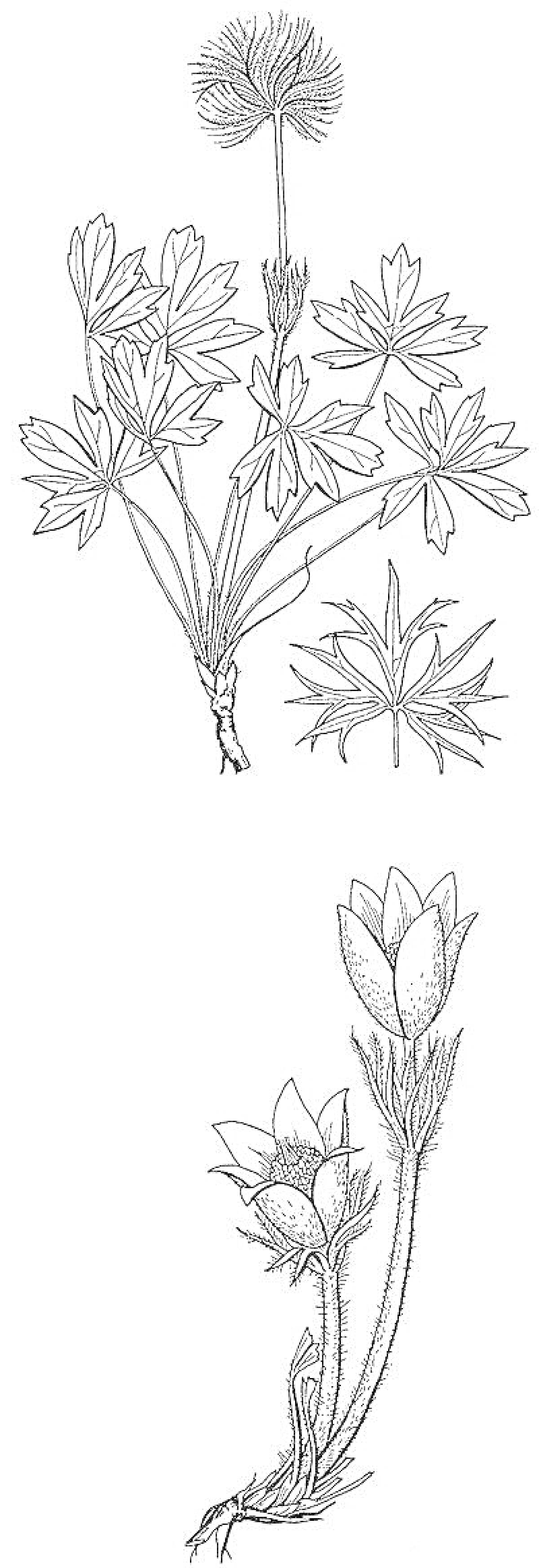 На раскраске изображено: Ботаника, Природа