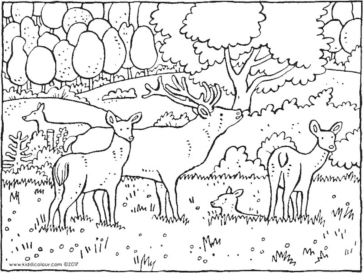 На раскраске изображено: Заповедник, Лес, Животные, Природа, Деревья, Детеныши, Дикая природа