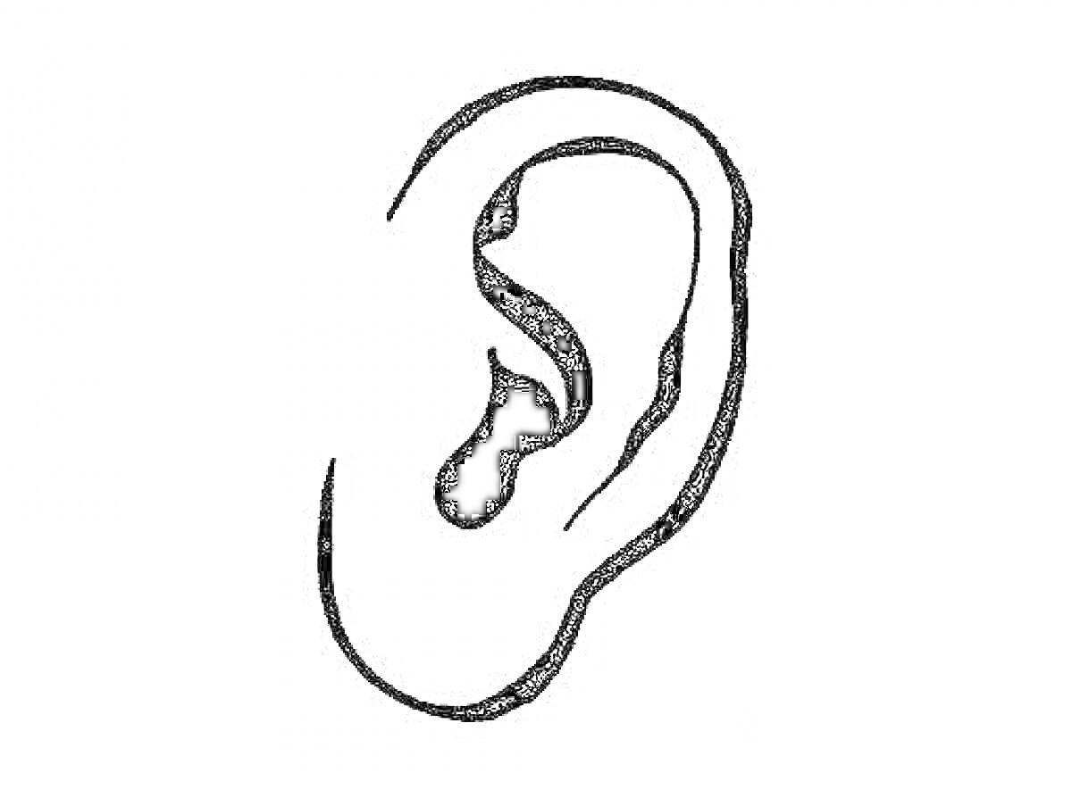 Раскраска контурное изображение человеческого уха