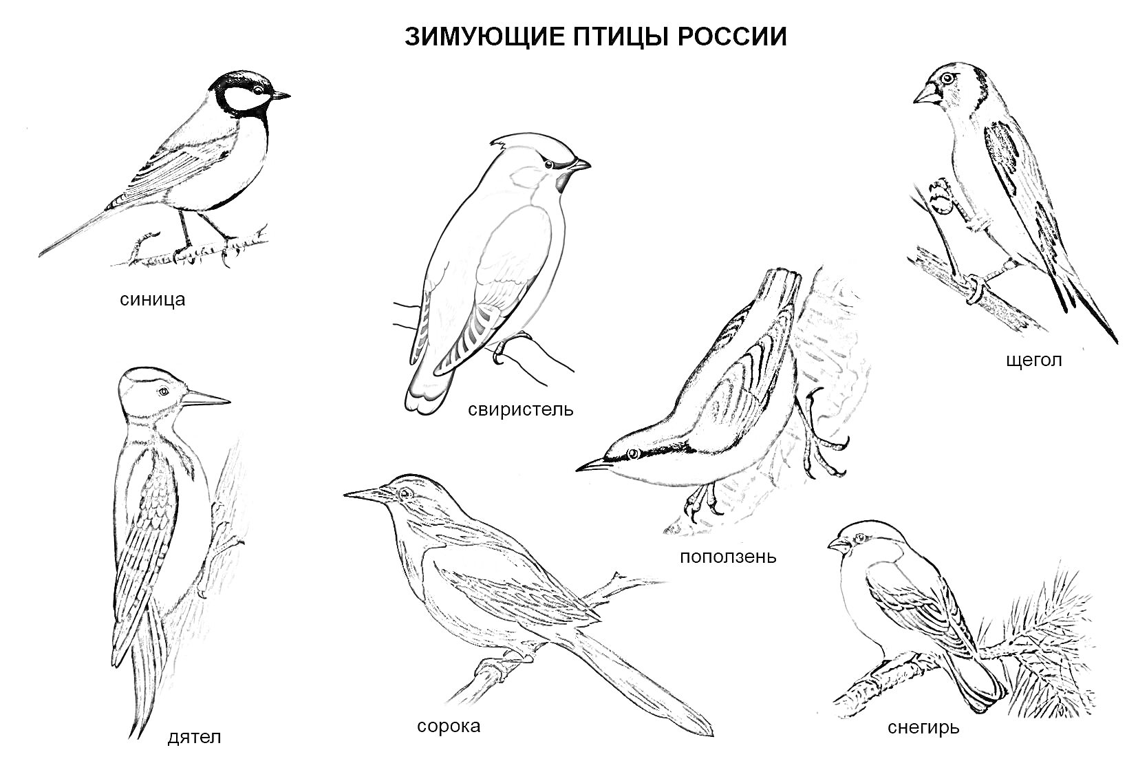 На раскраске изображено: Зимующие птицы, Россия, Синица, Свиристель, Щегол, Дятел, Сорока, Поползень, Снегирь