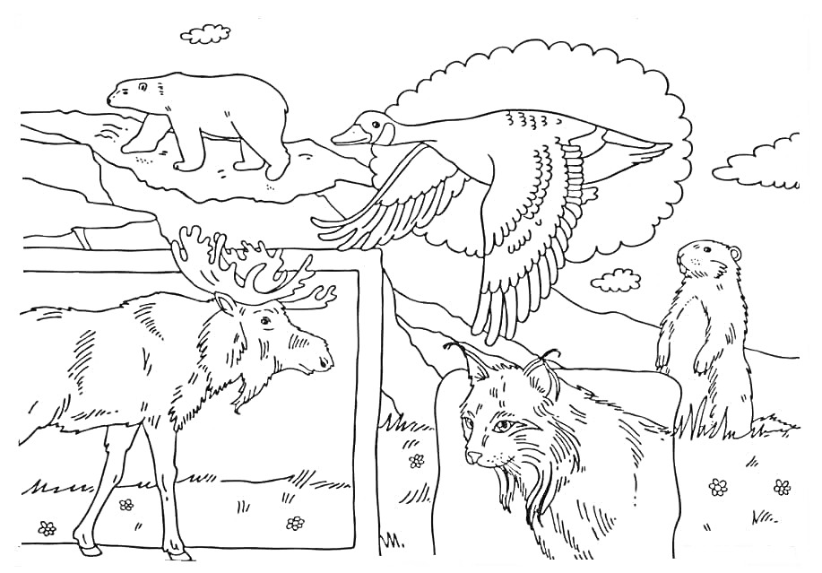 На раскраске изображено: Лось, Рысь, Утка, Сурок, Северные животные, Холмы, Облака, Цветы, Полярные медведи