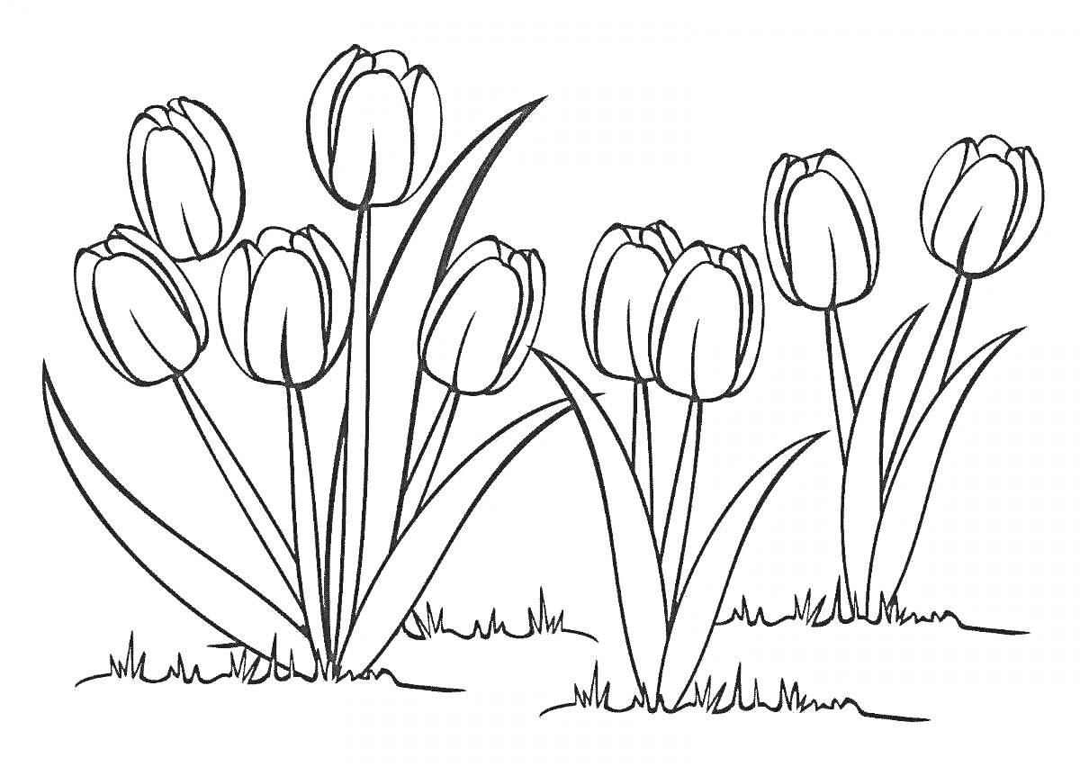 На раскраске изображено: Тюльпаны, Цветы, Листья, Трава