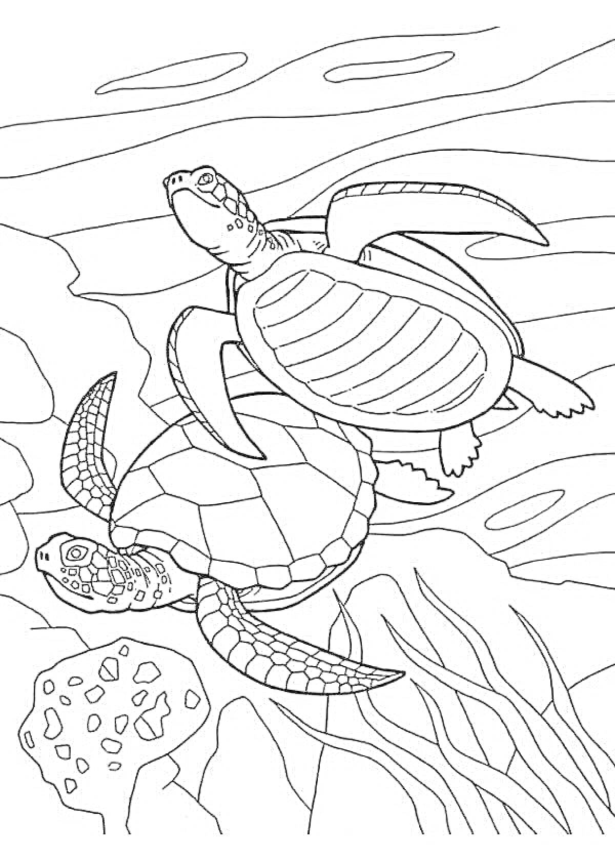 Раскраска Две морские черепахи, кораллы и водоросли