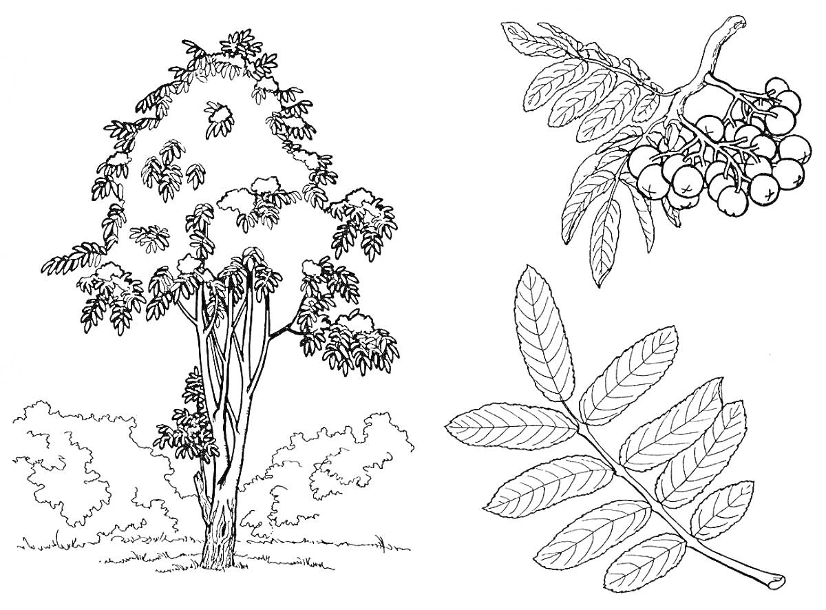 Раскраска Рябина: дерево, ветка с ягодами, лист