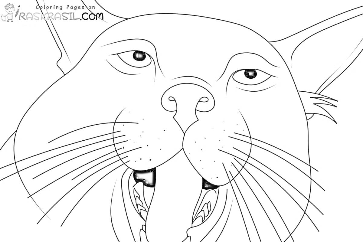 На раскраске изображено: Кот, Шлепа, Морда, Язык, Усы, Нос, Большие уши