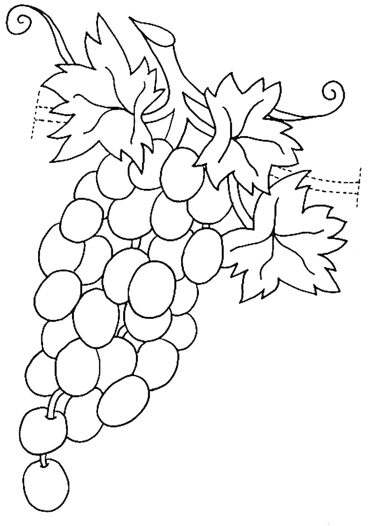 Раскраска Виноградная кисть с листьями и веткой