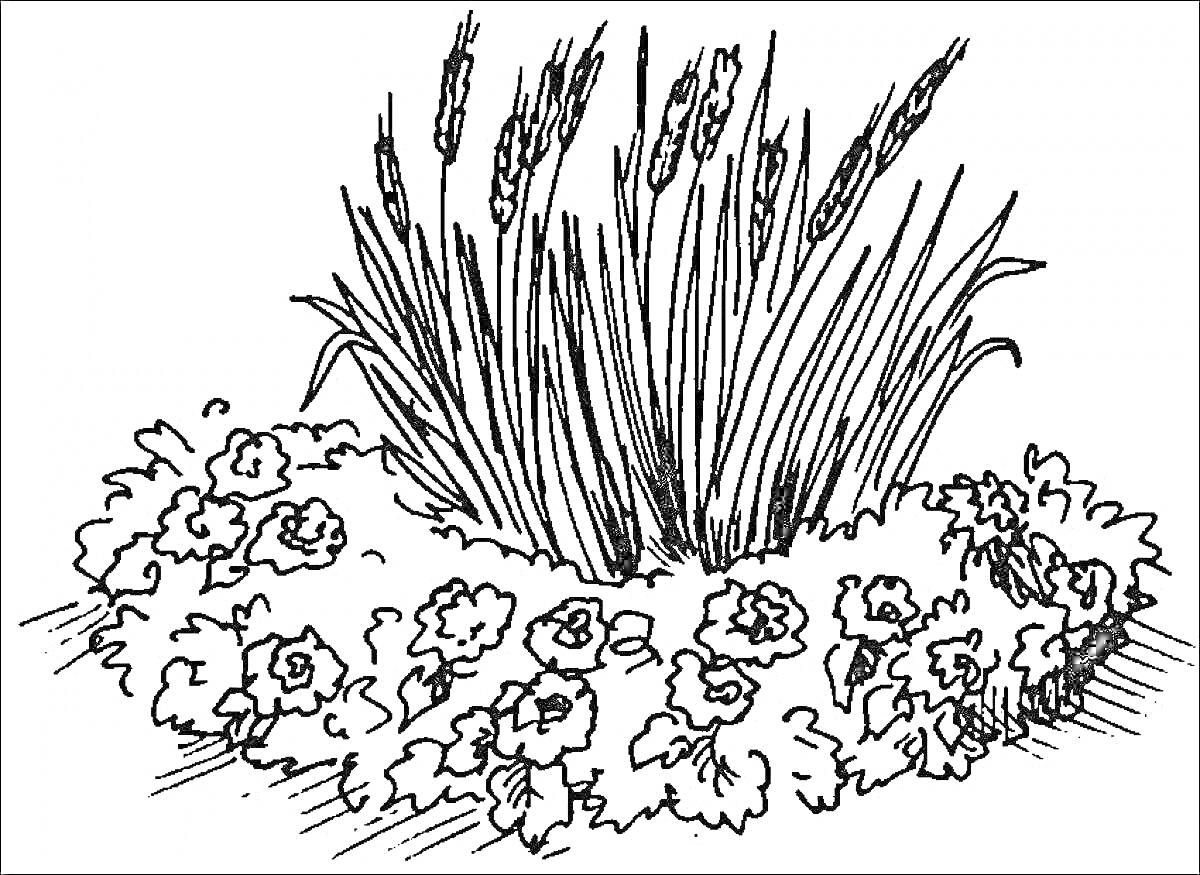 Раскраска Клумба с цветами и травой