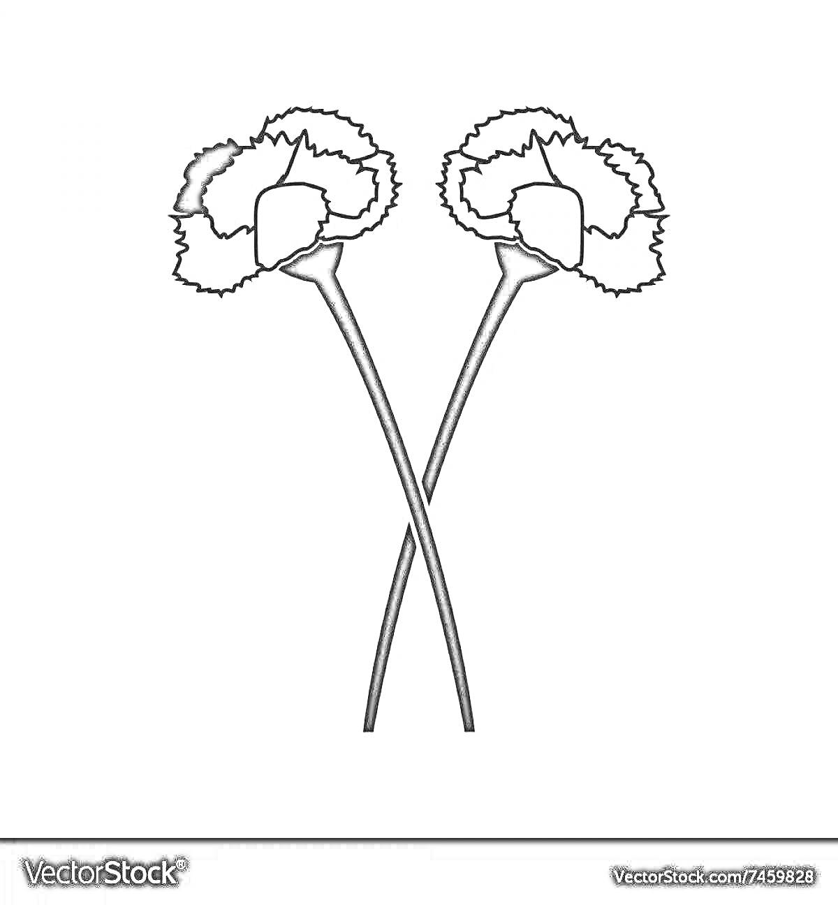 Раскраска Две гвоздики с пересечёнными стеблями на белом фоне