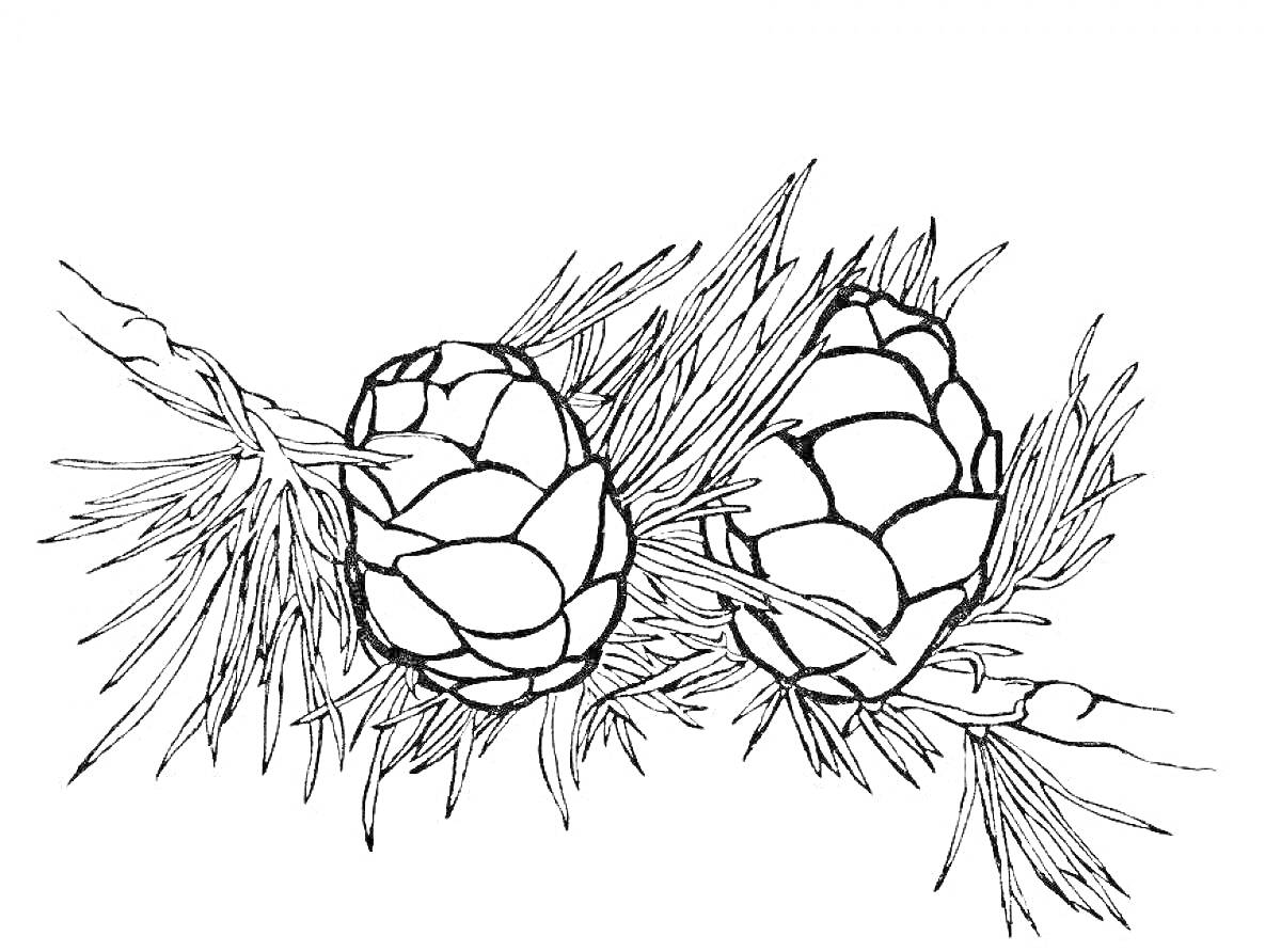 Раскраска Лиственничная ветвь с шишками и хвоей
