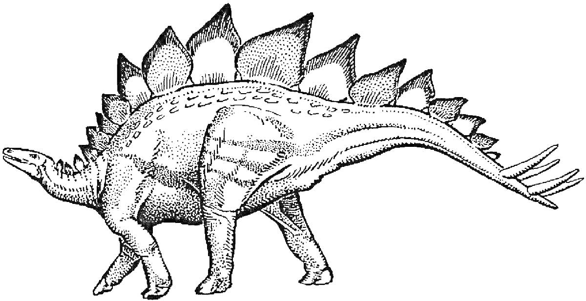 На раскраске изображено: Стегозавр, Динозавр, Пластины, Шипы, Хвост