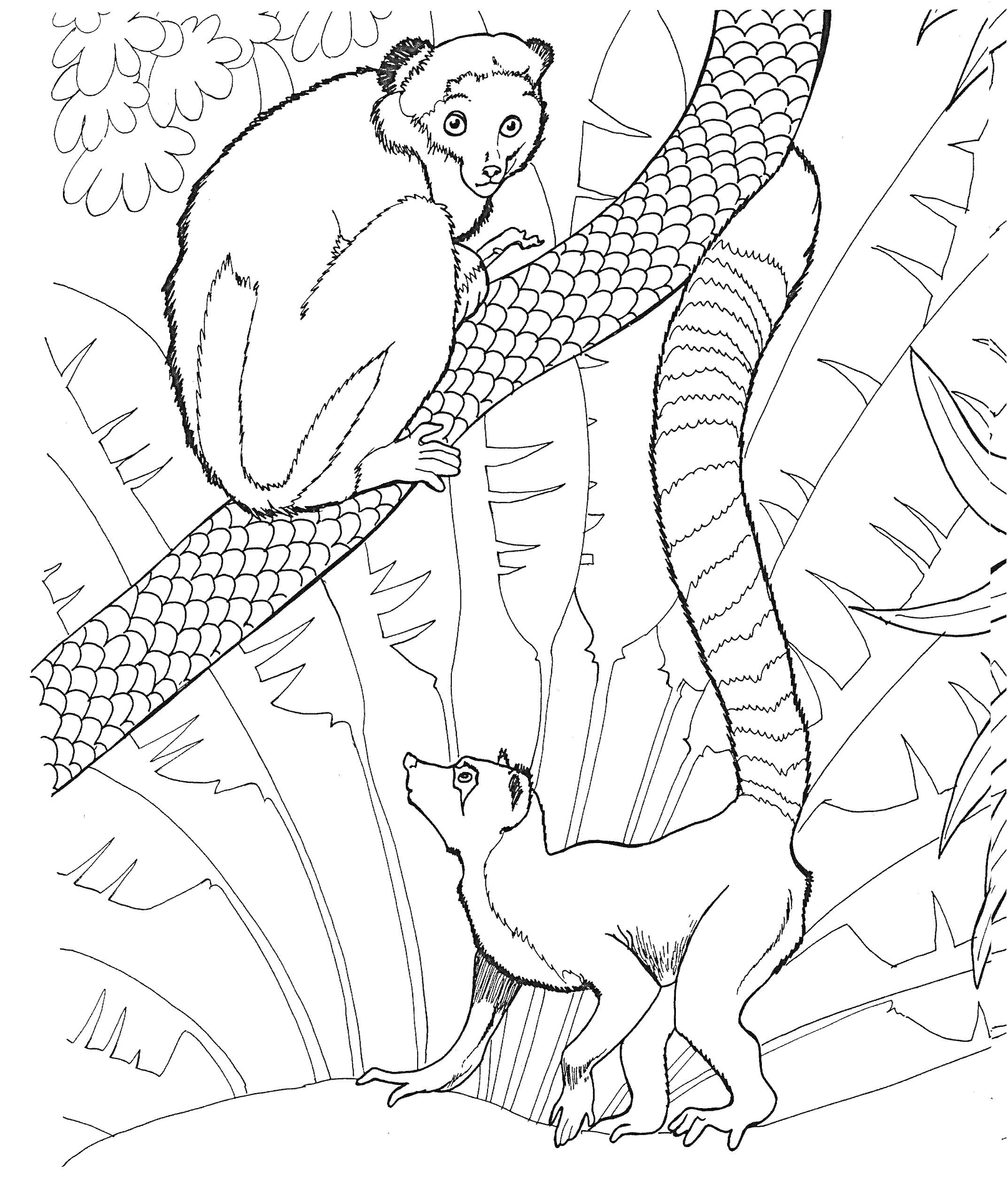 Раскраска Два лемура на фоне джунглей: один на дереве, другой на земле