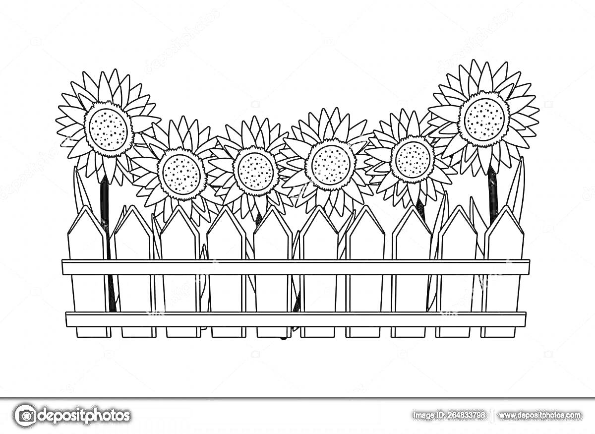 На раскраске изображено: Забор, Подсолнухи, Цветы, Сад, Растения, Лето, Природа