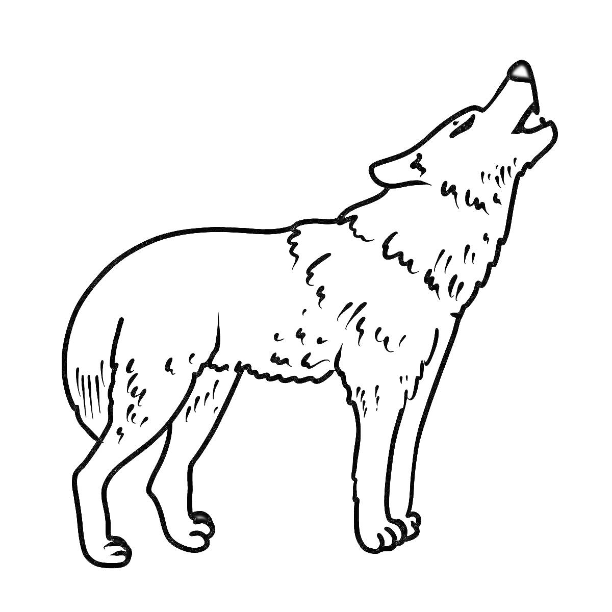 На раскраске изображено: Волк, Животные, Для детей, Дикая природа, Арт, Контурные рисунки