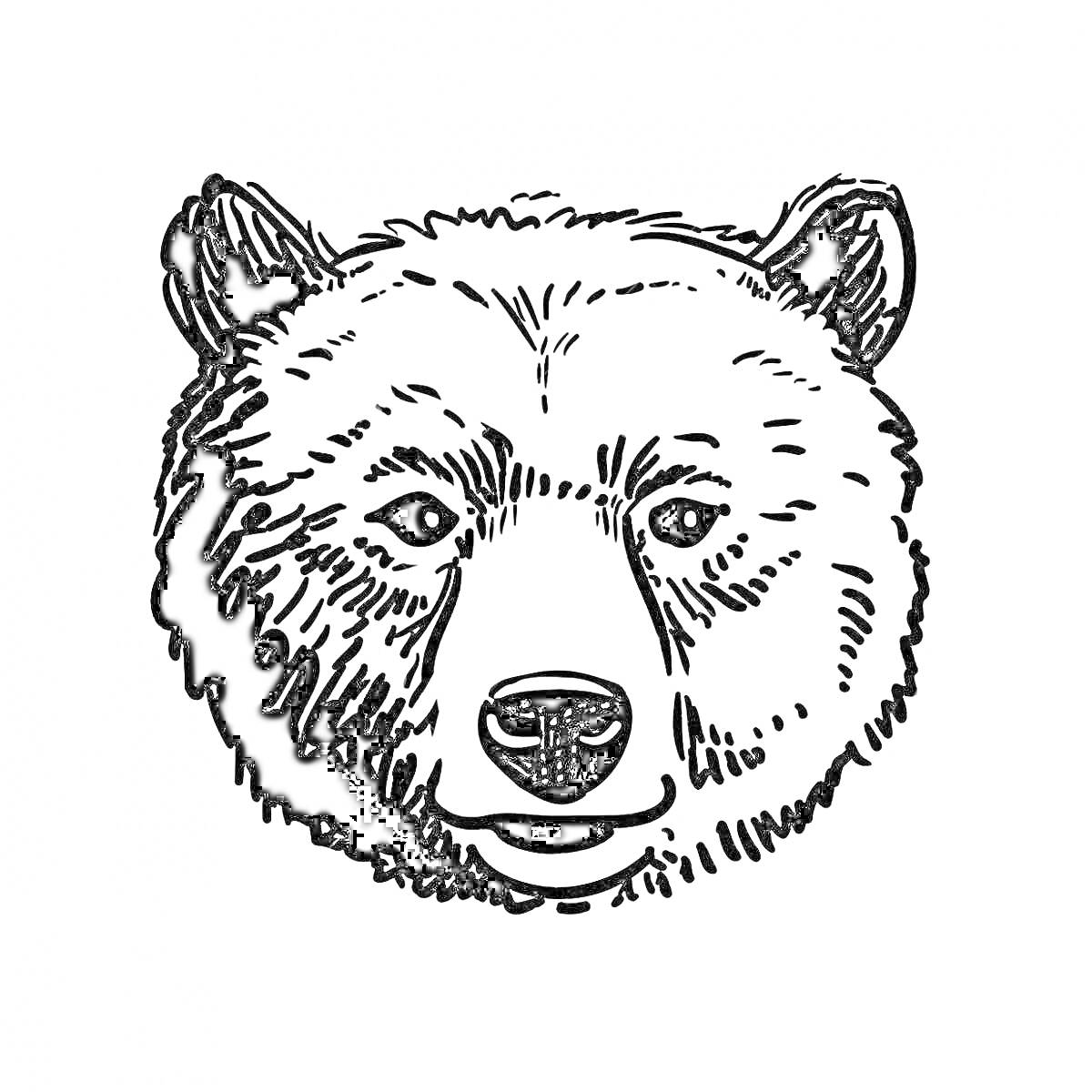 Раскраска Раскраска: голова медведя