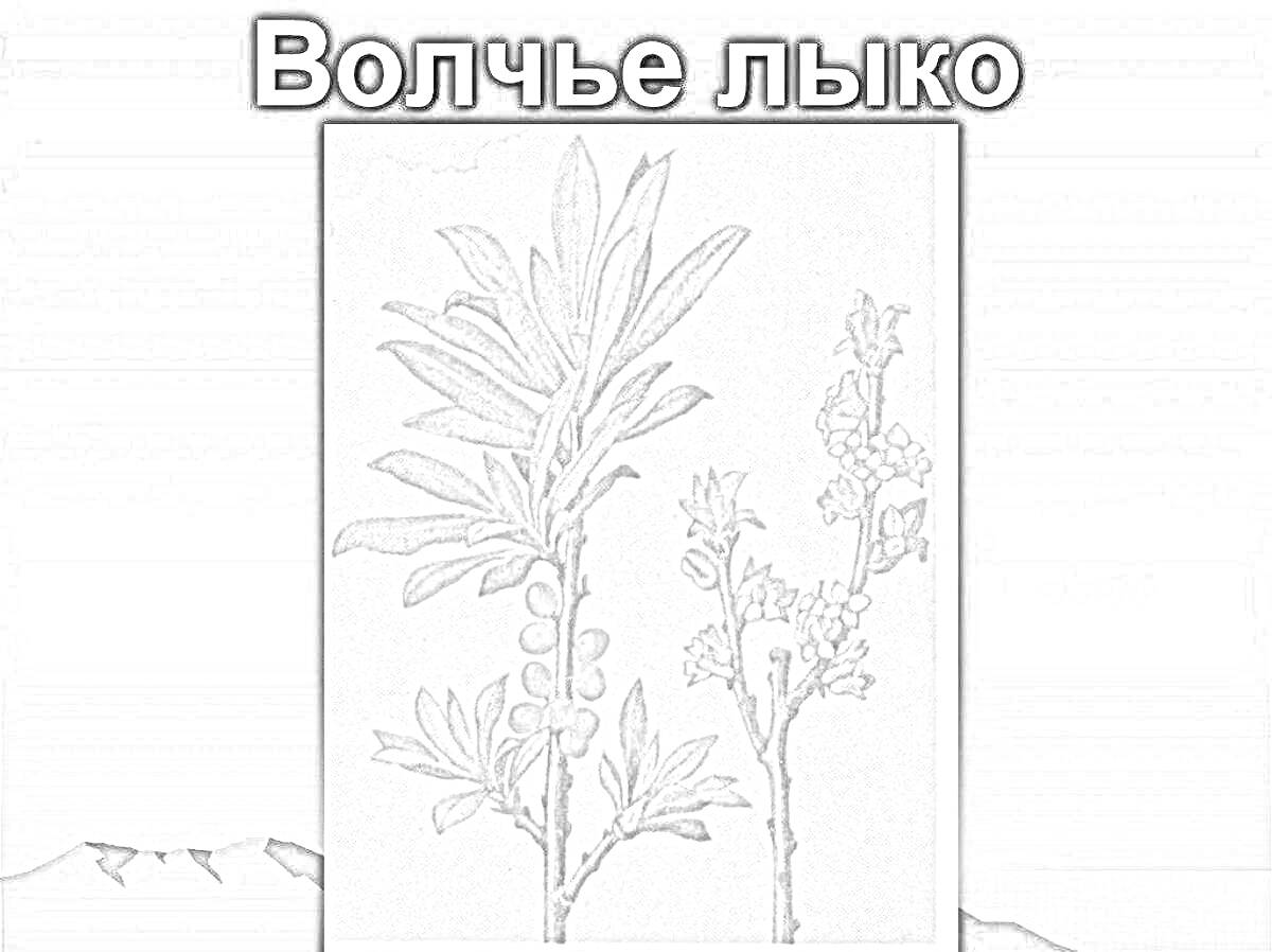 Раскраска Ветка волчьего лыка с листьями и плодами, ботаническая иллюстрация