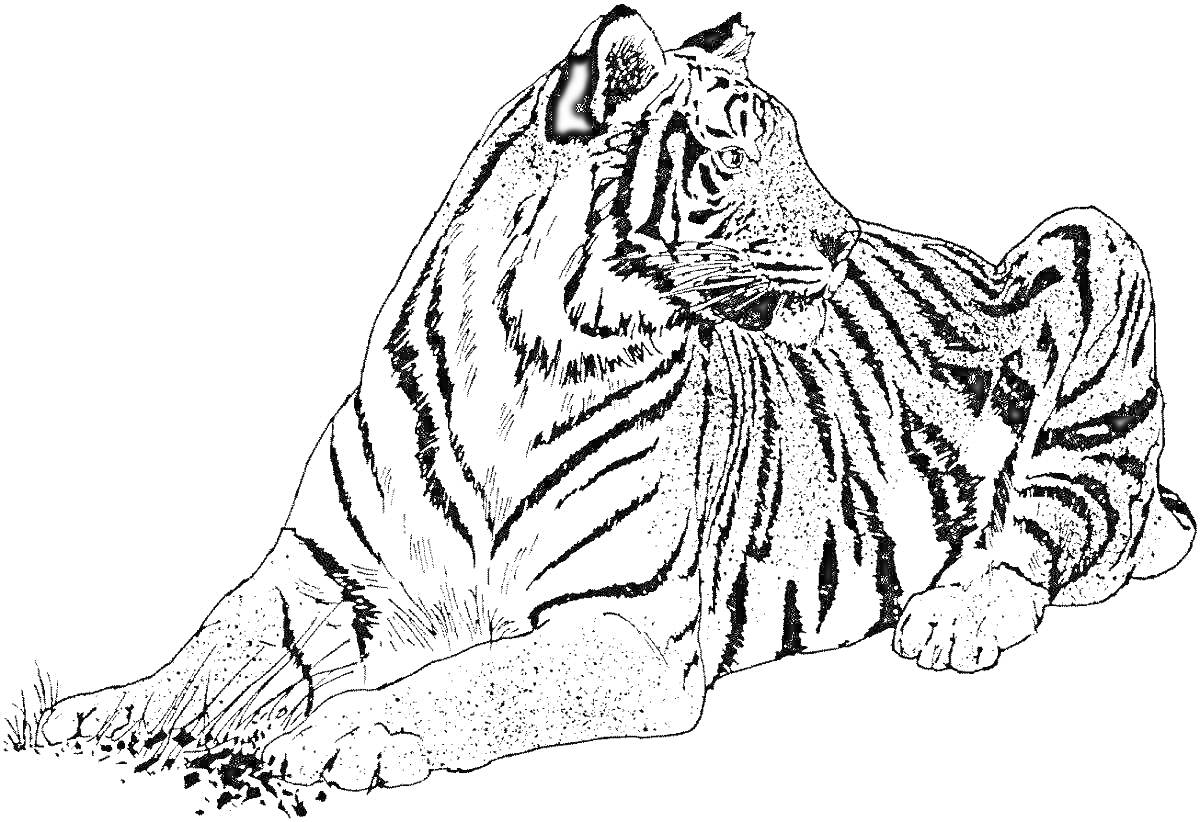 На раскраске изображено: Амурский тигр, Тигр, Дикая природа, Животные, Хищники