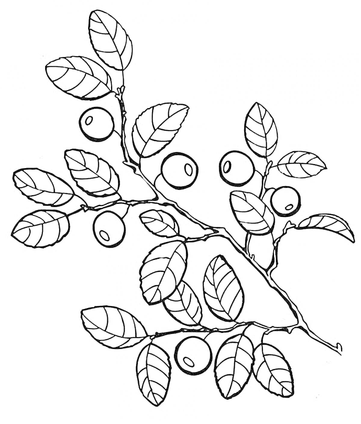 Раскраска Ветка с листьями и ягодами