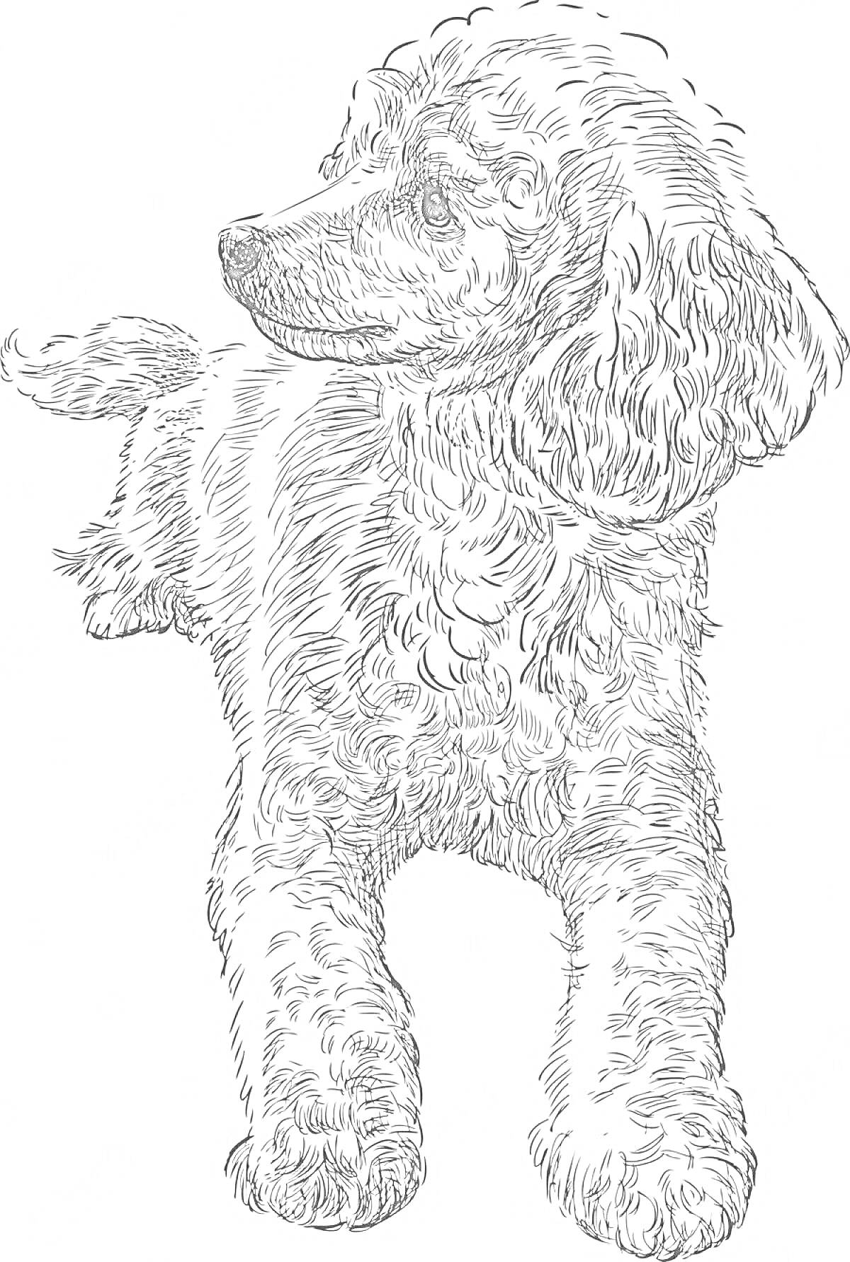 Раскраска Той пудель, линия рисунка, стоящая собака, смотрит в сторону