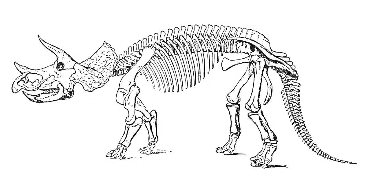 Раскраска Скелет динозавра с тремя рогами и плато на голове