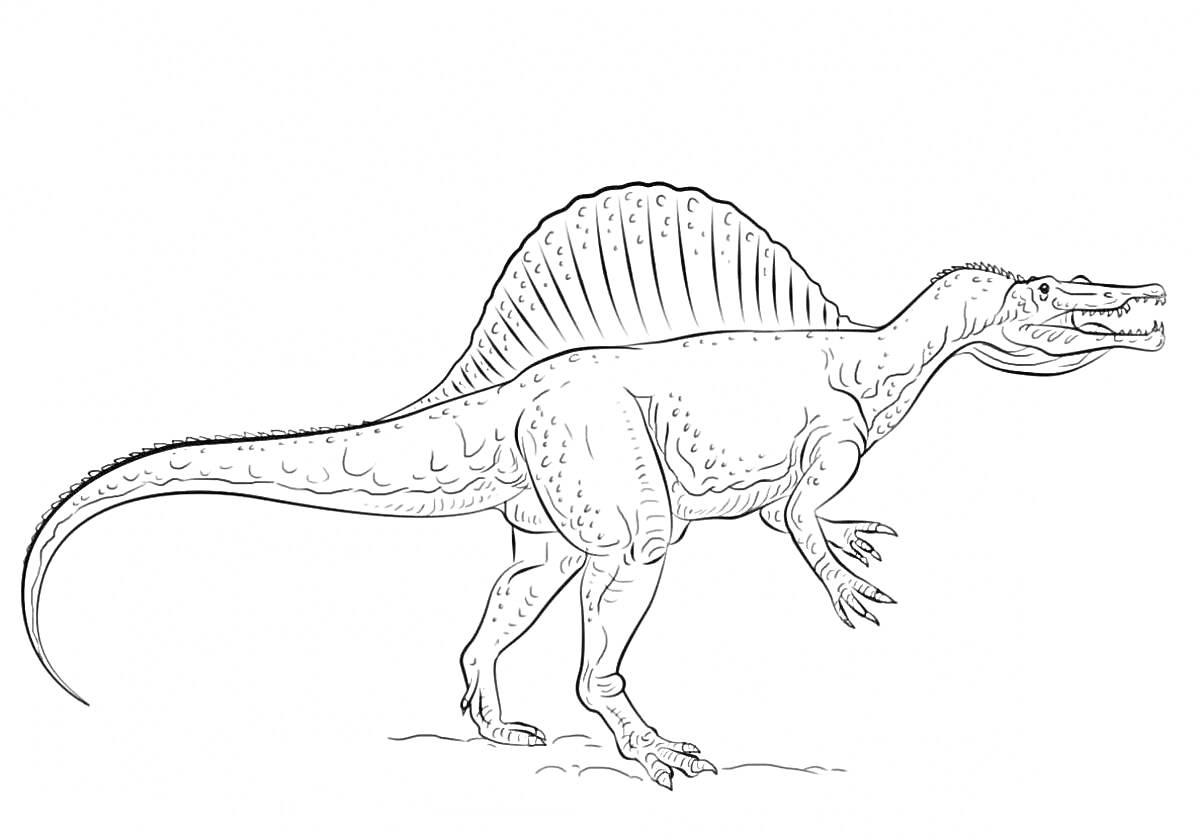 Раскраска Спинозавр, изображение динозавра с длинным хвостом и парусом на спине, стоящий на задних лапах