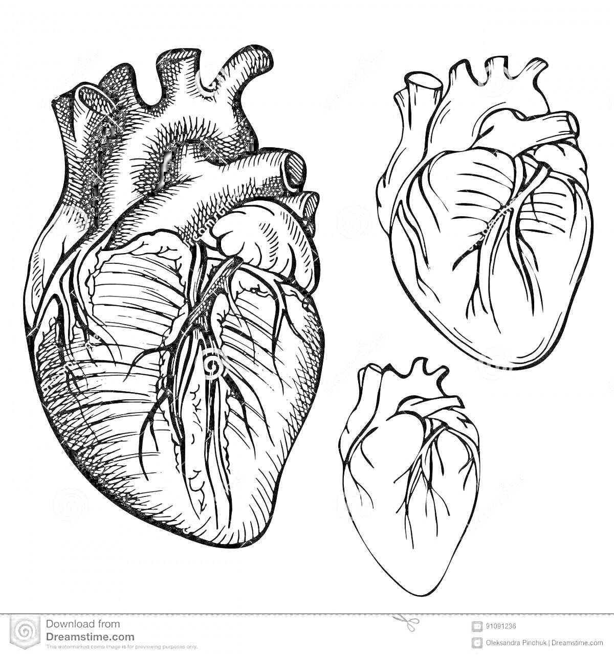 Различные изображения сердца: крупное и детализированное слева, две меньшие версии справа