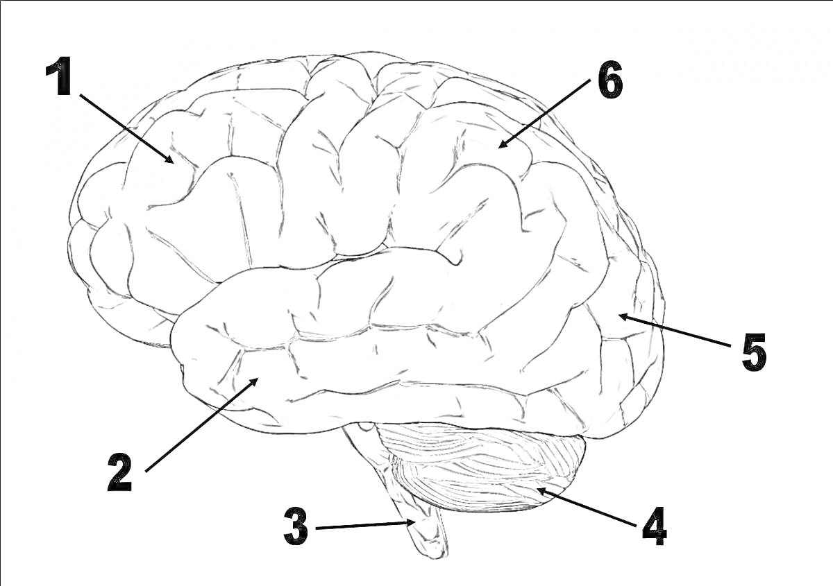 Раскраска Раскраска головного мозга с помеченными и пронумерованными частями