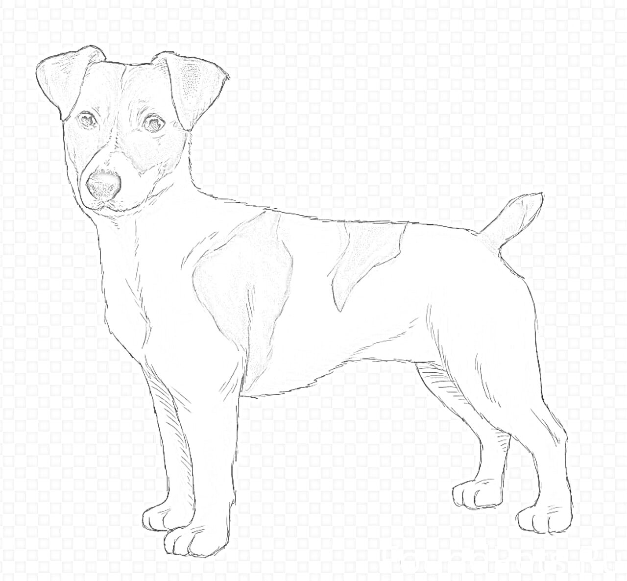 Раскраска Раскраска с изображением взрослой собаки породы джек рассел терьер, стоящей в профиль, с коричневыми пятнами на белом фоне