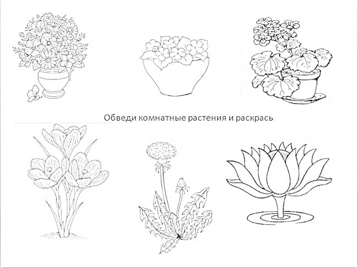 Раскраска Комнатные растения. Цветы в горшках (ромашки, фиалки, герань), цветы-кусты (первоцветы, одуванчики), водяной лотос