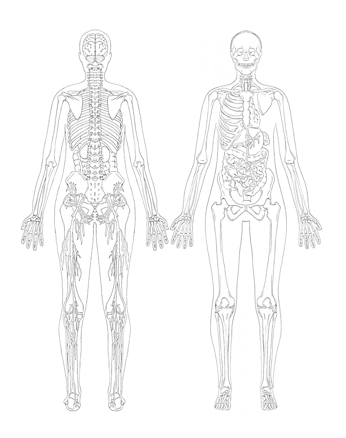 Раскраска Человеческое тело: скелет, внутренние органы и нервная система