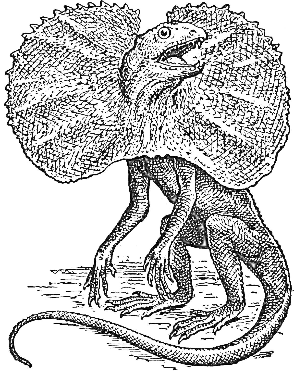 Раскраска Плащеносная ящерица с расправленным воротником и длинным хвостом