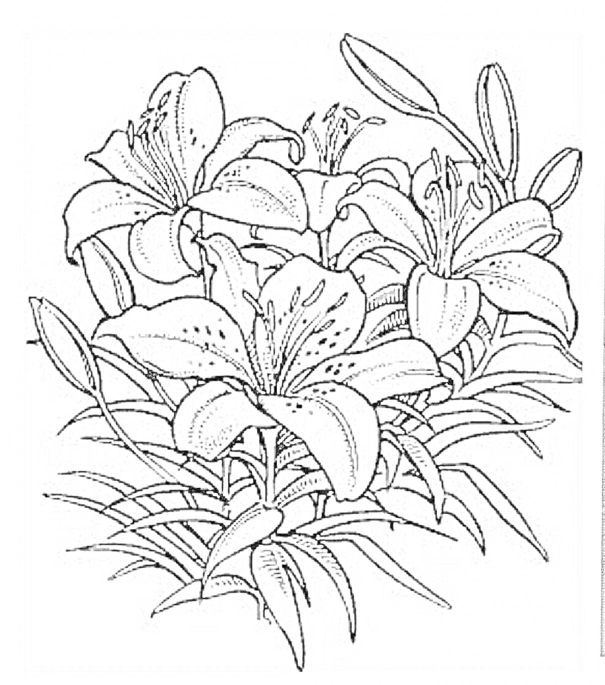 На раскраске изображено: Лилии, Цветы, Листья, Природа
